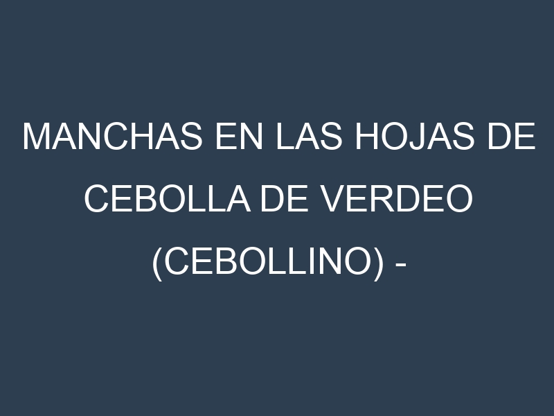 Manchas en las hojas de Cebolla de verdeo (cebollino) – Allium schoenoprasum: Identificación, Causas y Estrategias de Control Efectivo