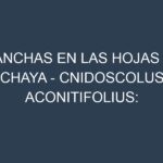 Manchas en las hojas de Chaya – Cnidoscolus aconitifolius: Identificación, Causas y Estrategias de Control Efectivo