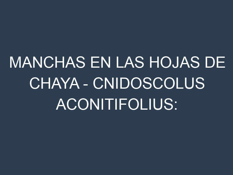 Manchas en las hojas de Chaya – Cnidoscolus aconitifolius: Identificación, Causas y Estrategias de Control Efectivo