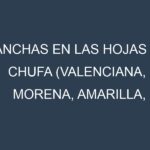 Manchas en las hojas de Chufa (Valenciana, Morena, Amarilla, Fina de invierno, Late): Identificación, Causas y Estrategias de Control Efectivo