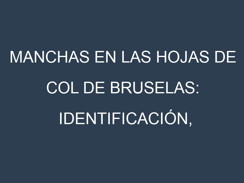 Manchas en las hojas de Col de Bruselas: Identificación, Causas y Estrategias de Control Efectivo