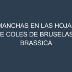Manchas en las hojas de Coles de Bruselas – Brassica oleracea var. gemmifera: Identificación, Causas y Estrategias de Control Efectivo