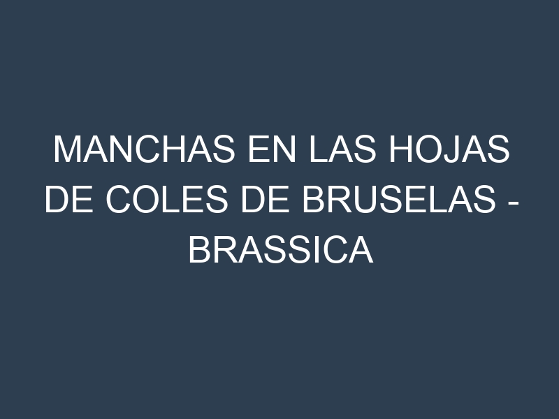 Manchas en las hojas de Coles de Bruselas – Brassica oleracea var. gemmifera: Identificación, Causas y Estrategias de Control Efectivo