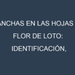 Manchas en las hojas de Flor de loto: Identificación, Causas y Estrategias de Control Efectivo