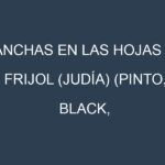 Manchas en las hojas de Frijol (judía) (Pinto, Black, Kidney, Navy, Cannellini): Identificación, Causas y Estrategias de Control Efectivo