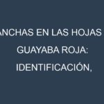 Manchas en las hojas de Guayaba roja: Identificación, Causas y Estrategias de Control Efectivo