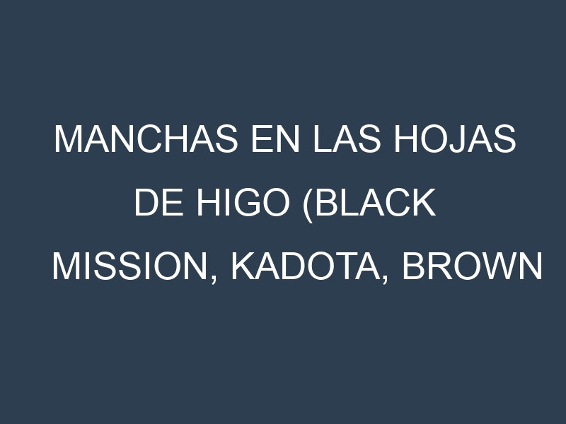 Manchas en las hojas de Higo (Black Mission, Kadota, Brown Turkey, Adriatic, Celeste): Identificación, Causas y Estrategias de Control Efectivo