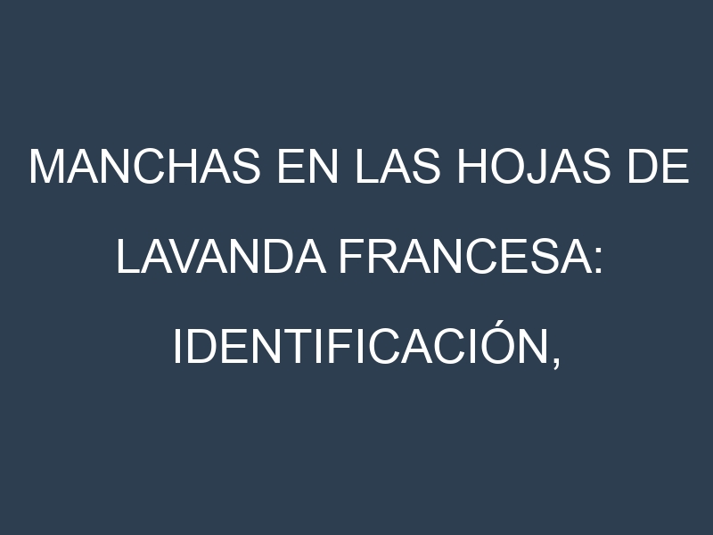 Manchas en las hojas de Lavanda francesa: Identificación, Causas y Estrategias de Control Efectivo