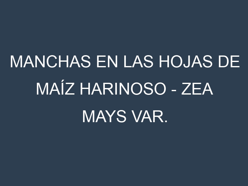 Manchas en las hojas de Maíz harinoso – Zea mays var. amylacea: Identificación, Causas y Estrategias de Control Efectivo