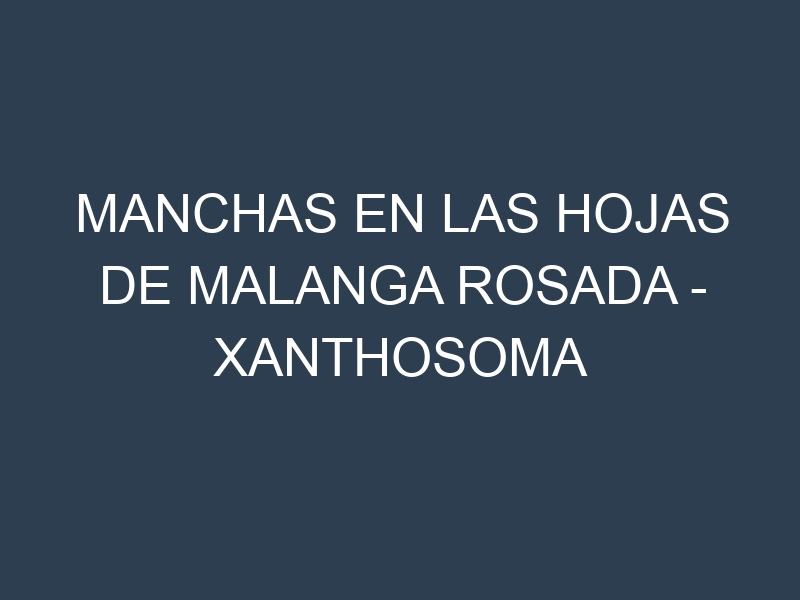 Manchas en las hojas de Malanga Rosada – Xanthosoma sagittifolium: Identificación, Causas y Estrategias de Control Efectivo