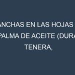 Manchas en las hojas de Palma de aceite (Dura, Tenera, Pisifera, Ekona, La Mé): Identificación, Causas y Estrategias de Control Efectivo