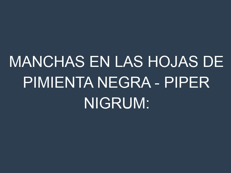 Manchas en las hojas de Pimienta negra – Piper nigrum: Identificación, Causas y Estrategias de Control Efectivo