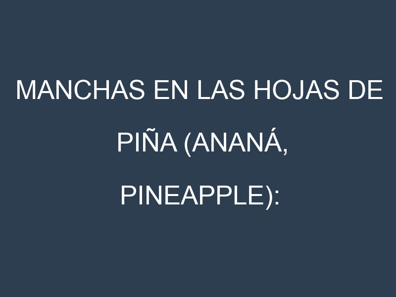 Manchas en las hojas de Piña (Ananá, pineapple): Identificación, Causas y Estrategias de Control Efectivo