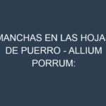 Manchas en las hojas de Puerro – Allium porrum: Identificación, Causas y Estrategias de Control Efectivo