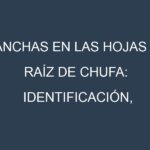 Manchas en las hojas de Raíz de chufa: Identificación, Causas y Estrategias de Control Efectivo