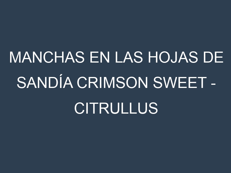 Manchas en las hojas de Sandía Crimson Sweet – Citrullus lanatus: Identificación, Causas y Estrategias de Control Efectivo