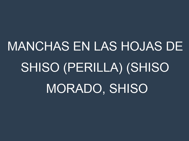 Manchas en las hojas de Shiso (perilla) (Shiso morado, Shiso verde, Aka Shiso, Ao Shiso, Chinese Perilla): Identificación, Causas y Estrategias de Control Efectivo
