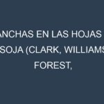 Manchas en las hojas de Soja (Clark, Williams, Forest, Cherokee, Hark): Identificación, Causas y Estrategias de Control Efectivo