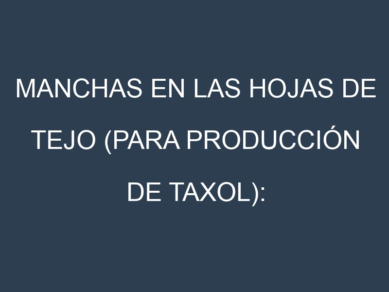 Manchas en las hojas de Tejo (para producción de taxol): Identificación, Causas y Estrategias de Control Efectivo