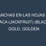 Manchas en las hojas de Yaca (jackfruit) (Black Gold, Golden Nugget, Honey Gold, Golden Pillow, NS1): Identificación, Causas y Estrategias de Control Efectivo