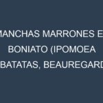 Manchas Marrones en Boniato (Ipomoea batatas, Beauregard, Covington, Jewel). Hojas con manchas marrones en Boniato (Ipomoea batatas, Beauregard, Covington, Jewel).