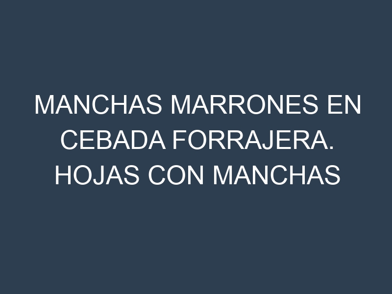 Manchas Marrones en Cebada forrajera. Hojas con manchas marrones en Cebada forrajera.