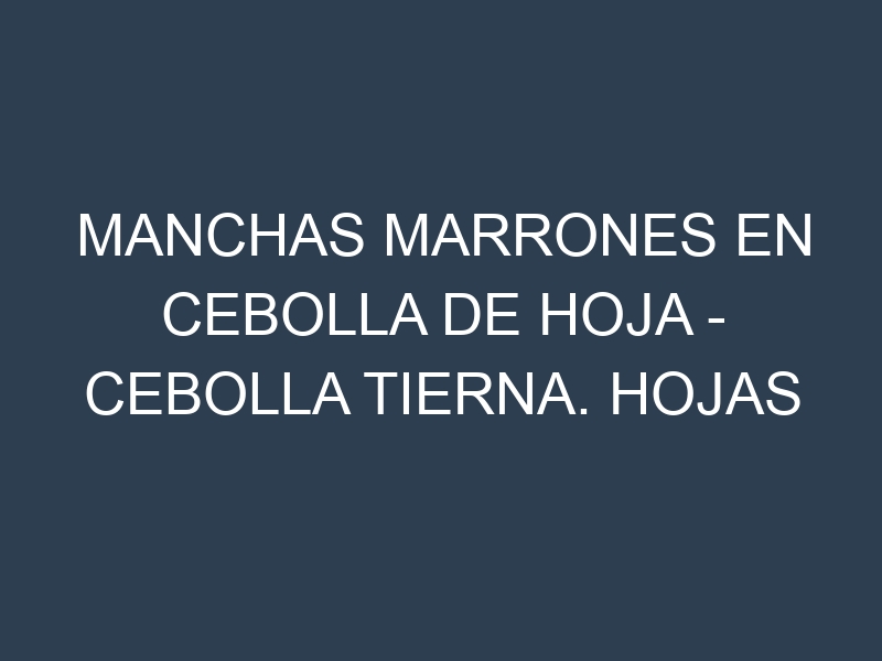 Manchas Marrones en Cebolla de hoja – Cebolla tierna. Hojas con manchas marrones en Cebolla de hoja – Cebolla tierna.