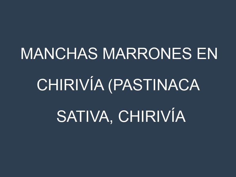 Manchas Marrones en Chirivía (Pastinaca sativa, Chirivía común, Chirivía blanca). Hojas con manchas marrones en Chirivía (Pastinaca sativa, Chirivía común, Chirivía blanca).