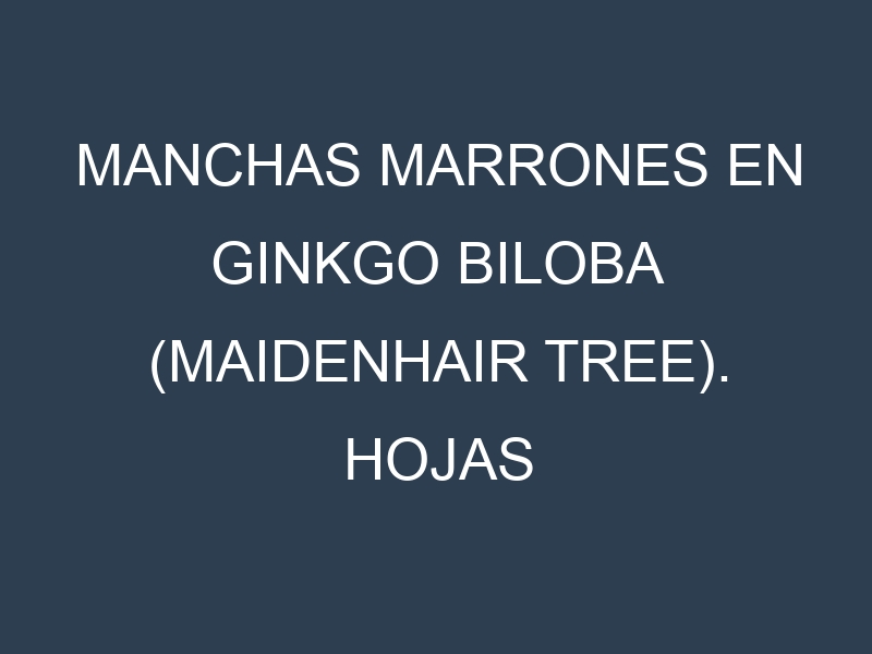 Manchas Marrones en Ginkgo biloba (Maidenhair tree). Hojas con manchas marrones en Ginkgo biloba (Maidenhair tree).