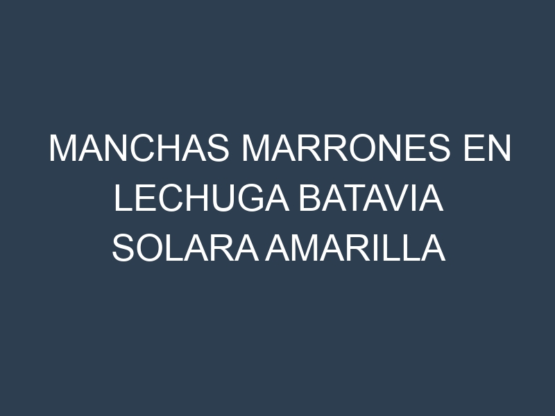Manchas Marrones en Lechuga Batavia Solara Amarilla