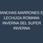 Manchas Marrones en Lechuga Romana Inverna Sel Super Inverna