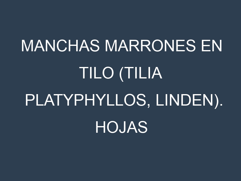 Manchas Marrones en Tilo (Tilia platyphyllos, Linden). Hojas con manchas marrones en Tilo (Tilia platyphyllos, Linden).