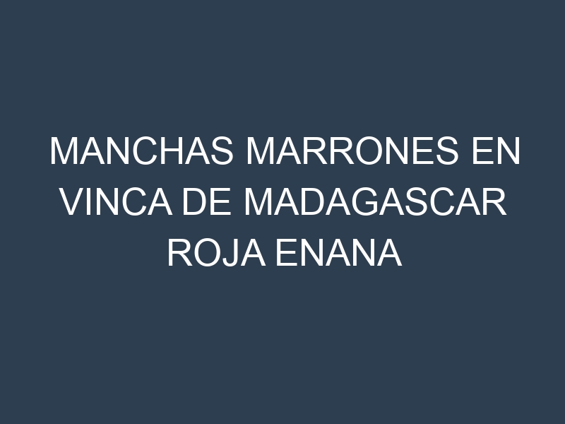 Manchas Marrones en Vinca De Madagascar Roja Enana