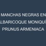 Manchas Negras en Albaricoque Moniquí – Prunus armeniaca ‘Moniquí’: Causas, Efectos y Manejo
