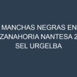 Manchas Negras en Zanahoria Nantesa 2 Sel Urgelba