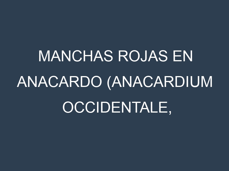 Manchas rojas en Anacardo (Anacardium occidentale, Marañón, Anacardo dulce). Hojas con manchas rojas en Anacardo (Anacardium occidentale, Marañón, Anacardo dulce).
