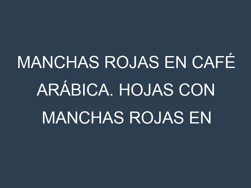 Manchas rojas en Café arábica. Hojas con manchas rojas en Café arábica.