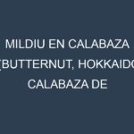 Mildiu en Calabaza (Butternut, Hokkaido, Calabaza de Castilla, Halloween): Causas, Síntomas y Estrategias de Control en Cultivos