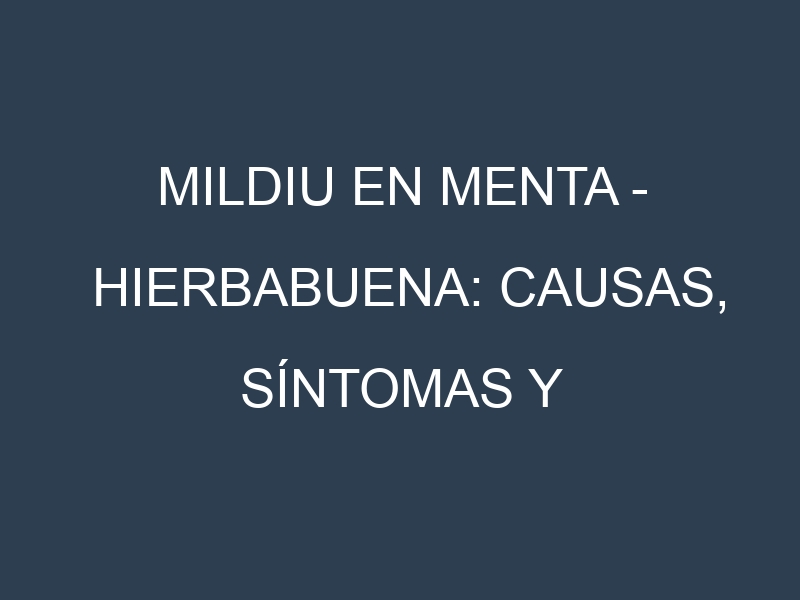 Mildiu en Menta – Hierbabuena: Causas, Síntomas y Estrategias de Control en Cultivos