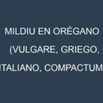 Mildiu en Orégano (Vulgare, Griego, Italiano, Compactum): Causas, Síntomas y Estrategias de Control en Cultivos