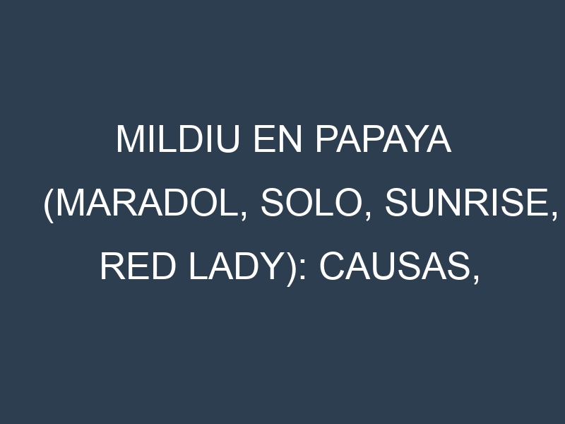 Mildiu en Papaya (Maradol, Solo, Sunrise, Red Lady): Causas, Síntomas y Estrategias de Control en Cultivos