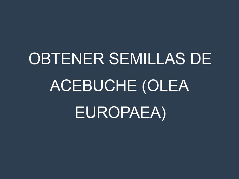 Obtener Semillas de Acebuche (Olea europaea)