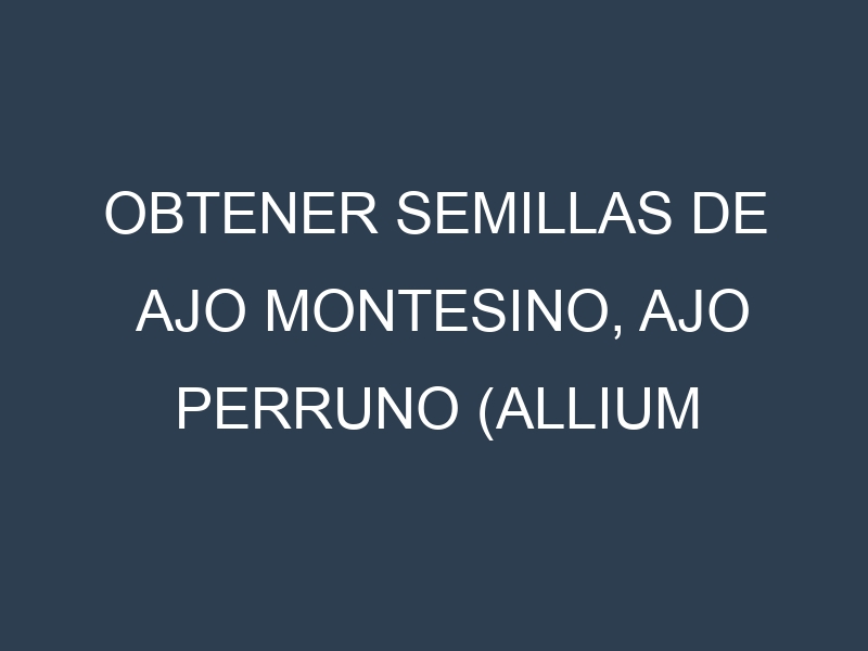 Obtener Semillas de Ajo Montesino, Ajo Perruno (Allium sphaerocephalum.)