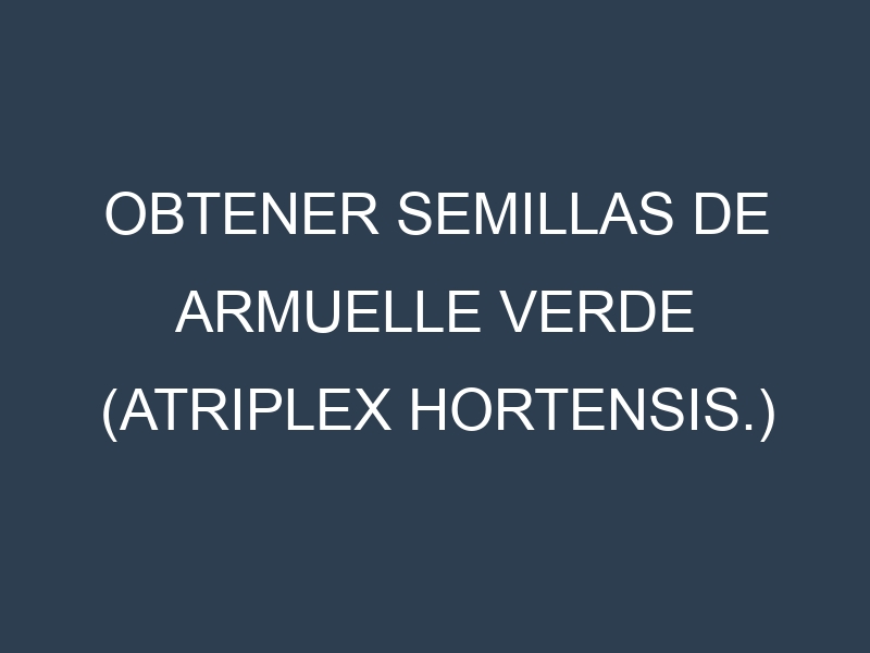 Obtener Semillas de Armuelle Verde (Atriplex hortensis.)