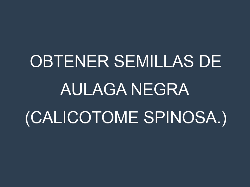 Obtener Semillas de Aulaga Negra (Calicotome spinosa.)