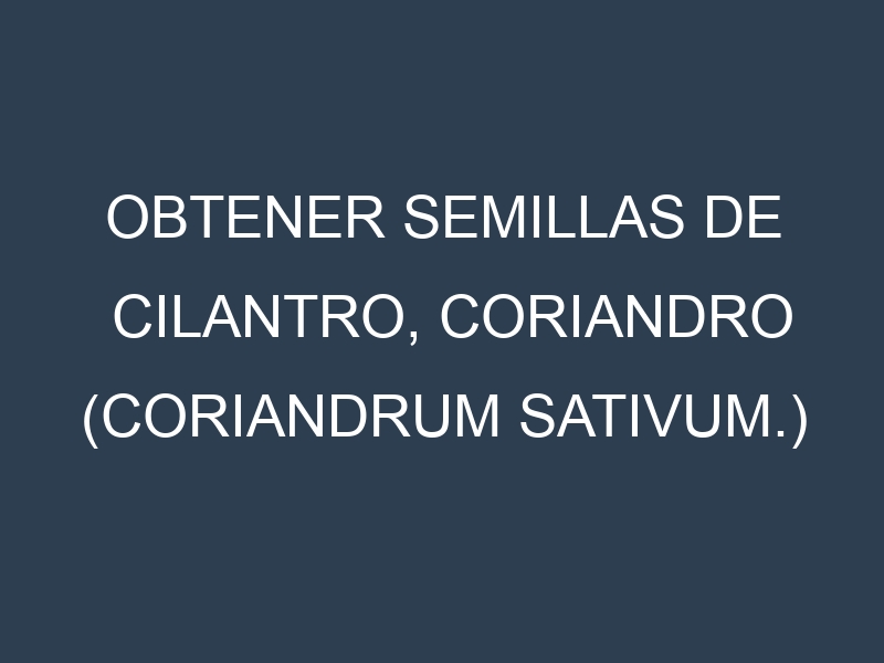 Obtener Semillas de Cilantro, Coriandro (Coriandrum sativum.)
