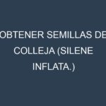 Obtener Semillas de Colleja (Silene inflata.)