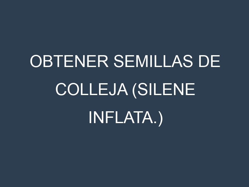 Obtener Semillas de Colleja (Silene inflata.)