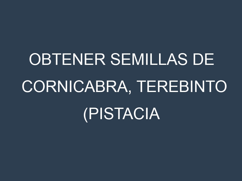 Obtener Semillas de Cornicabra, Terebinto (Pistacia terebinthus.)