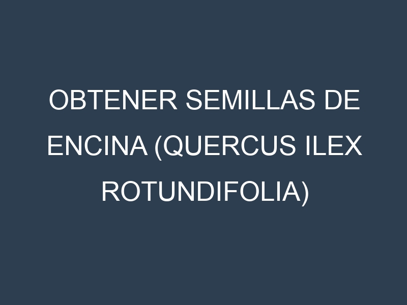 Obtener Semillas de Encina (Quercus ilex rotundifolia)
